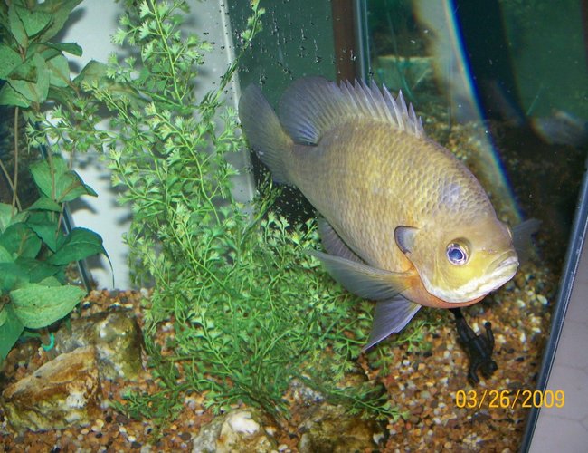 freshwater fish - lepomis macrochirus - bluegill stocking in 40 gallons tank - BlueGill Sunfish freshwater fish - lepomis macrochirus - bluegill stocking in 40 gallons tank - BlueGill Sunfish