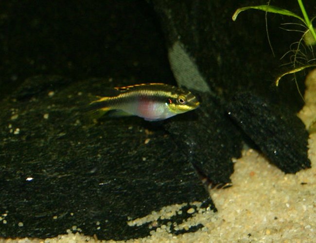 freshwater fish - pelvicachromis pulcher - kribensis cichlid stocking in 90 gallons tank - Pelmato Pulcher ! freshwater fish - pelvicachromis pulcher - kribensis cichlid stocking in 90 gallons tank - Pelmato Pulcher !