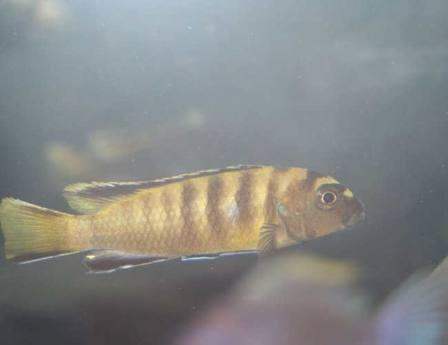freshwater fish - pseudotropheus flavus stocking in 55 gallons tank - p. flavus freshwater fish - pseudotropheus flavus stocking in 55 gallons tank - p. flavus