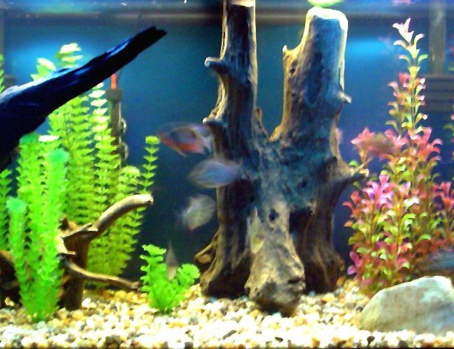 freshwater fish - metynnis argenteus - silver dollar stocking in 55 gallons tank - 75 Gallon South and Central American cichlid aquarium. 4 severums 1 Jack Dempsey 5 Silver Dollars 3 Firemouths 1 male pink convict multipictus catfish freshwater fish - metynnis argenteus - silver dollar stocking in 55 gallons tank - 75 Gallon South and Central American cichlid aquarium. 4 severums 1 Jack Dempsey 5 Silver Dollars 3 Firemouths 1 male pink convict multipictus catfish