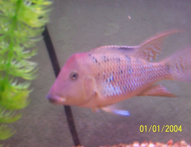 freshwater fish - geophagus steindachneri - red-hump eartheater stocking in 55 gallons tank - red hump geogopherous freshwater fish - geophagus steindachneri - red-hump eartheater stocking in 55 gallons tank - red hump geogopherous
