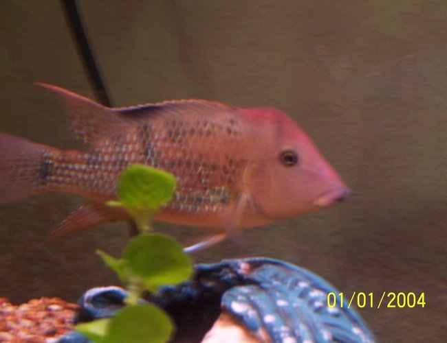 freshwater fish - geophagus steindachneri - red-hump eartheater stocking in 55 gallons tank - red hump geogopherous freshwater fish - geophagus steindachneri - red-hump eartheater stocking in 55 gallons tank - red hump geogopherous