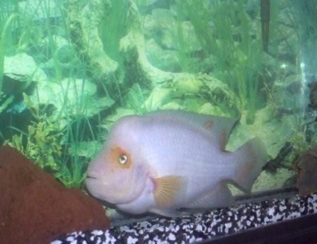 freshwater fish - amphilophus citrinellus - midas cichlid stocking in 55 gallons tank - my very large midas that l call GHOST. he is my puter room buddy. freshwater fish - amphilophus citrinellus - midas cichlid stocking in 55 gallons tank - my very large midas that l call GHOST. he is my puter room buddy.
