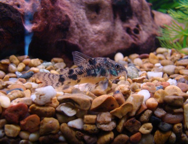 freshwater fish - corydoras paleatus - peppered cory cat stocking in 45 gallons tank - Peppered Cory freshwater fish - corydoras paleatus - peppered cory cat stocking in 45 gallons tank - Peppered Cory