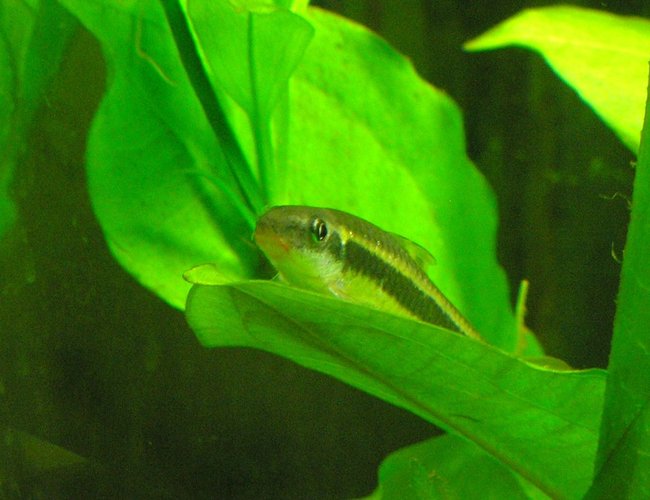 freshwater fish - crossocheilus siamensis - siamese algae eater stocking in 29 gallons tank - Flying fox, resting on his favorite spot in the filter current. freshwater fish - crossocheilus siamensis - siamese algae eater stocking in 29 gallons tank - Flying fox, resting on his favorite spot in the filter current.