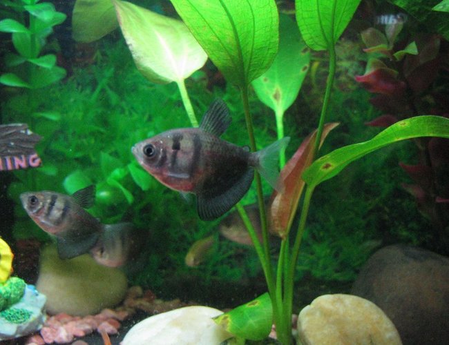 freshwater fish - gymnocorymbus sp. - black skirt tetra stocking in 5 gallons tank - Black Widow Tetra School freshwater fish - gymnocorymbus sp. - black skirt tetra stocking in 5 gallons tank - Black Widow Tetra School