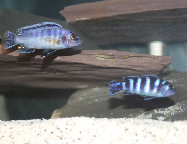 freshwater fish - pseudotropheus demasoni - demasoni cichlid stocking in 55 gallons tank - gigas mara and demasoni freshwater fish - pseudotropheus demasoni - demasoni cichlid stocking in 55 gallons tank - gigas mara and demasoni