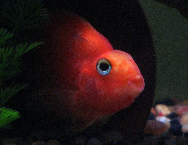 freshwater fish - heros severus x amphilophus citrinellum - blood parrot stocking in 55 gallons tank - Blood Parrot Cichlid freshwater fish - heros severus x amphilophus citrinellum - blood parrot stocking in 55 gallons tank - Blood Parrot Cichlid