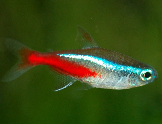 freshwater fish - paracheirodon innesi - neon tetra jumbo stocking in 37 gallons tank - Neon tetra freshwater fish - paracheirodon innesi - neon tetra jumbo stocking in 37 gallons tank - Neon tetra