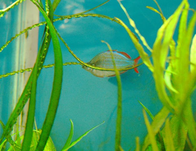 freshwater fish - melanotaenia praecox - praecox rainbow stocking in 37 gallons tank - Hugh!...my oldest fish. freshwater fish - melanotaenia praecox - praecox rainbow stocking in 37 gallons tank - Hugh!...my oldest fish.