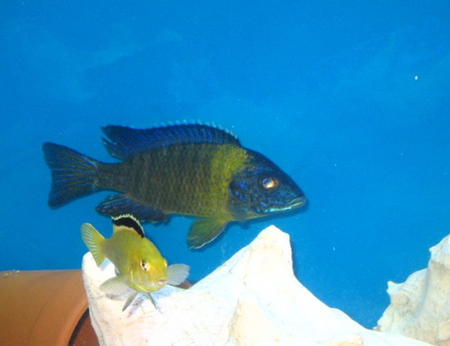 freshwater fish - aulonocara stuartgranti - maulana bicolor peacock stocking in 72 gallons tank - My shy guys freshwater fish - aulonocara stuartgranti - maulana bicolor peacock stocking in 72 gallons tank - My shy guys