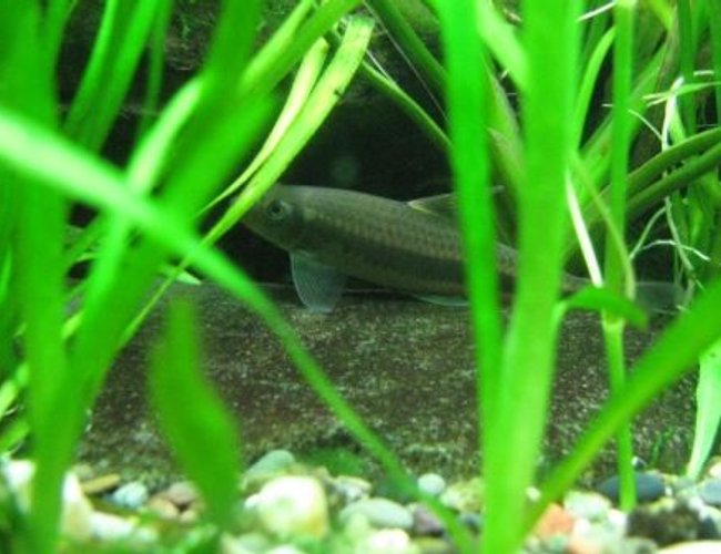 freshwater fish - crossocheilus siamensis - siamese algae eater stocking in 75 gallons tank - My Flying Fox Hanging out in the plants!! Isn't he cute?!? freshwater fish - crossocheilus siamensis - siamese algae eater stocking in 75 gallons tank - My Flying Fox Hanging out in the plants!! Isn't he cute?!?