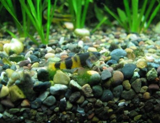 freshwater fish - brachygobius doriae - bumble bee goby stocking in 75 gallons tank - My Grumpy Little Goby....Doesn't he look like he is frowning!! freshwater fish - brachygobius doriae - bumble bee goby stocking in 75 gallons tank - My Grumpy Little Goby....Doesn't he look like he is frowning!!
