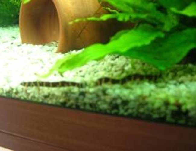 freshwater fish - pangio sp. - black kuhlii loach stocking in 180 gallons tank - these r my coolie loaches freshwater fish - pangio sp. - black kuhlii loach stocking in 180 gallons tank - these r my coolie loaches