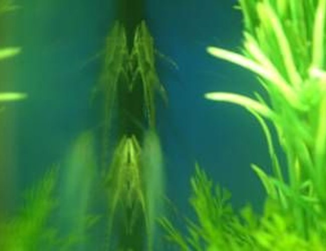 freshwater fish - rineloricaria fallax - whiptail catfish stocking in 180 gallons tank - these are my wiptail's
they both have died now freshwater fish - rineloricaria fallax - whiptail catfish stocking in 180 gallons tank - these are my wiptail's
they both have died now