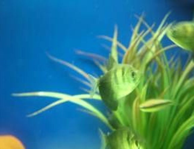 freshwater fish - gymnocorymbus sp. - black skirt tetra stocking in 180 gallons tank - this is 1 of my 4 black widow tetras freshwater fish - gymnocorymbus sp. - black skirt tetra stocking in 180 gallons tank - this is 1 of my 4 black widow tetras