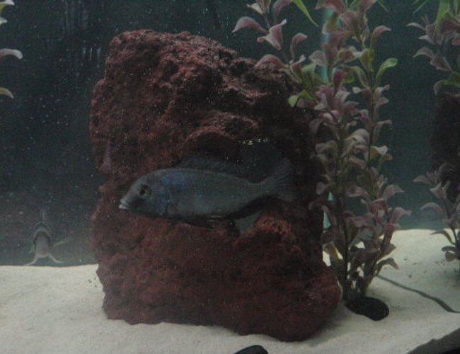 freshwater fish - cyrtocara moorii - blue dolphin cichlid stocking in 55 gallons tank - juvie male c. moorii freshwater fish - cyrtocara moorii - blue dolphin cichlid stocking in 55 gallons tank - juvie male c. moorii