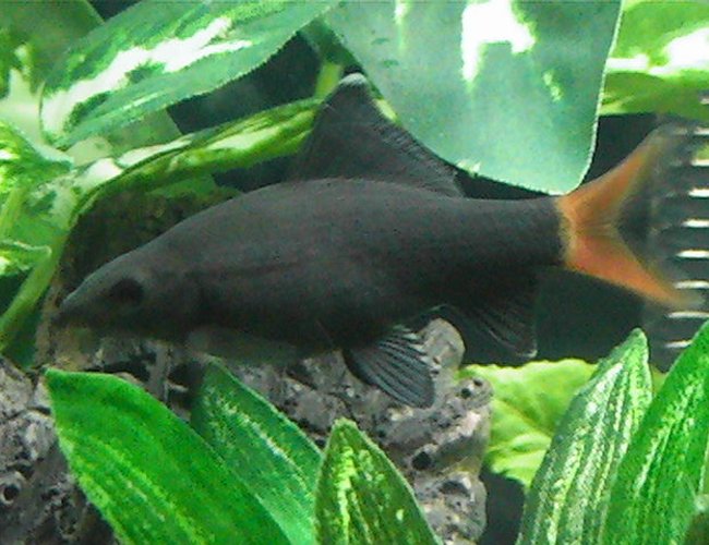 freshwater fish - epalzeorhynchos bicolor - redtail shark stocking in 20 gallons tank - Sharky,
Red Tailed Black Shark; Epalzeorhynchos bi-color freshwater fish - epalzeorhynchos bicolor - redtail shark stocking in 20 gallons tank - Sharky,
Red Tailed Black Shark; Epalzeorhynchos bi-color