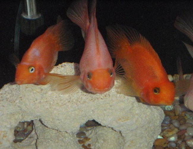 freshwater fish - heros severus x amphilophus citrinellum - blood parrot stocking in 55 gallons tank - three of the smaller kids freshwater fish - heros severus x amphilophus citrinellum - blood parrot stocking in 55 gallons tank - three of the smaller kids