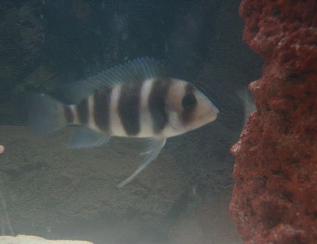 freshwater fish - cyphotilapia frontosa - frontosa cichlid stocking in 55 gallons tank - fronzy freshwater fish - cyphotilapia frontosa - frontosa cichlid stocking in 55 gallons tank - fronzy