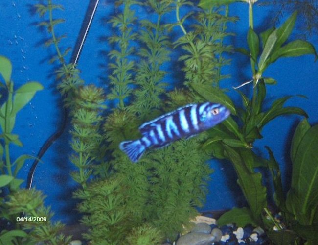 freshwater fish - pseudotropheus demasoni - demasoni cichlid stocking in 55 gallons tank - my demasoni cichlid freshwater fish - pseudotropheus demasoni - demasoni cichlid stocking in 55 gallons tank - my demasoni cichlid