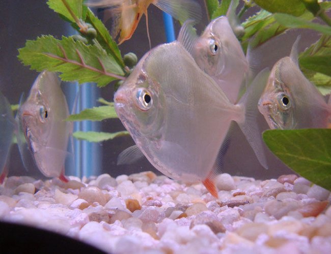 freshwater fish - metynnis argenteus - silver dollar stocking in 55 gallons tank - Nervous Silver Dollars freshwater fish - metynnis argenteus - silver dollar stocking in 55 gallons tank - Nervous Silver Dollars