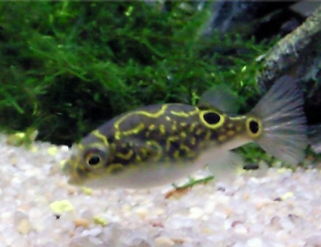 freshwater fish - tetraodon biocellatus - figure 8 puffer stocking in 35 gallons tank - Barry The Figure Eight Puffer freshwater fish - tetraodon biocellatus - figure 8 puffer stocking in 35 gallons tank - Barry The Figure Eight Puffer