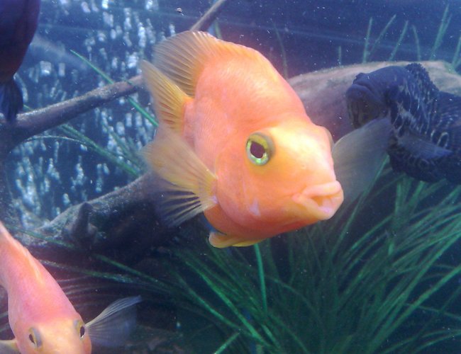 freshwater fish - heros severus x amphilophus citrinellum - blood parrot stocking in 121 gallons tank - pic of my parrot fish with jag in background freshwater fish - heros severus x amphilophus citrinellum - blood parrot stocking in 121 gallons tank - pic of my parrot fish with jag in background
