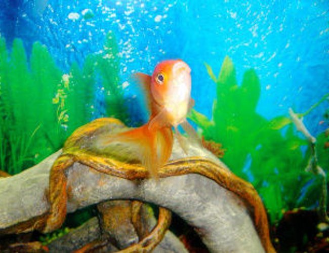 freshwater fish - carassius auratus - oranda goldfish stocking in 55 gallons tank - Rocket the Amazing Oranda! freshwater fish - carassius auratus - oranda goldfish stocking in 55 gallons tank - Rocket the Amazing Oranda!