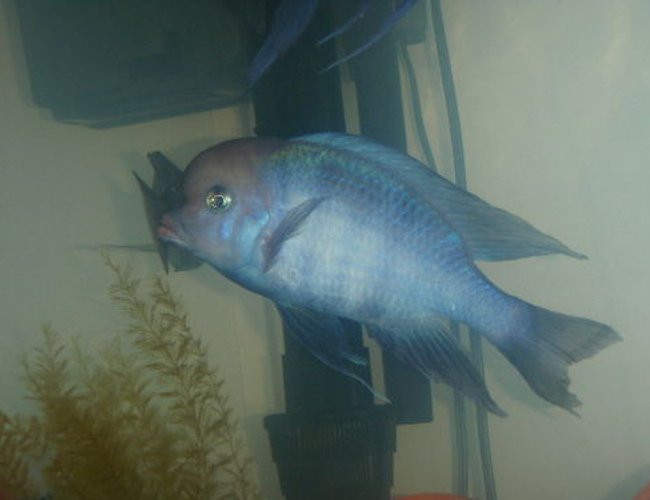 freshwater fish - cyrtocara moorii - blue dolphin cichlid stocking in 55 gallons tank - lumpy freshwater fish - cyrtocara moorii - blue dolphin cichlid stocking in 55 gallons tank - lumpy