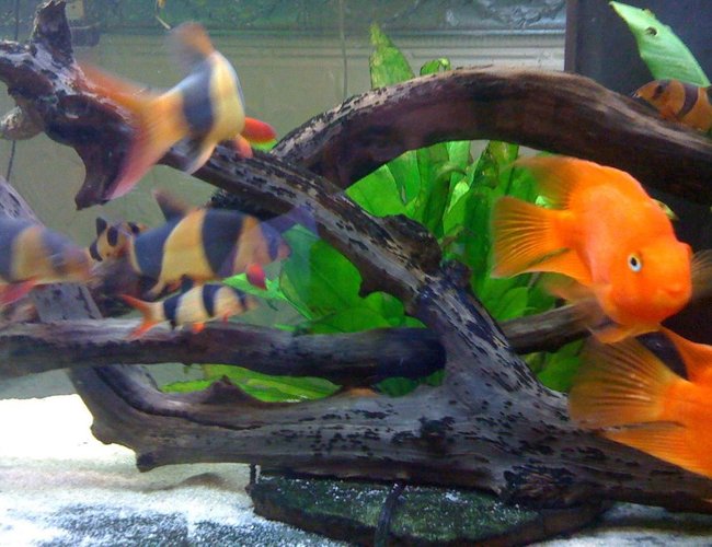 freshwater fish - botia macracantha - clown loach stocking in 125 gallons tank freshwater fish - botia macracantha - clown loach stocking in 125 gallons tank