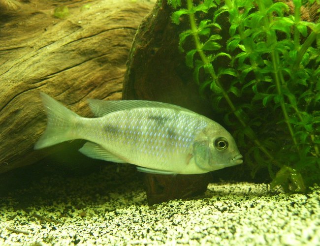 freshwater fish - cyrtocara moorii - blue dolphin cichlid stocking in 150 gallons tank - Malawi Blue Dolphin - Juvenile freshwater fish - cyrtocara moorii - blue dolphin cichlid stocking in 150 gallons tank - Malawi Blue Dolphin - Juvenile