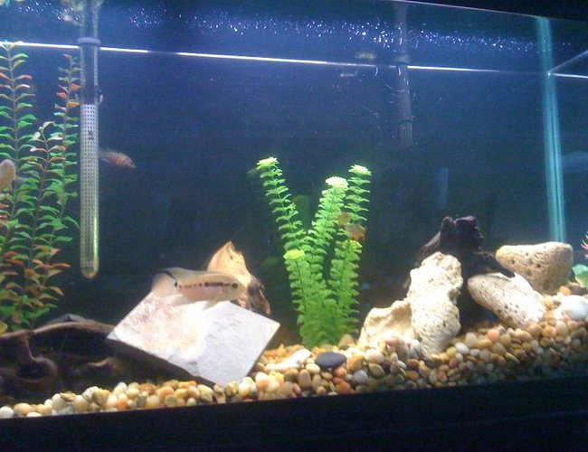 freshwater fish - hypsophrys nicaraguensis - nicaragua cichlid stocking in 55 gallons tank - 55 gallon with driftwood, slate, plastic plants, and large natural substrate. 1 Jack Dempsey, 1 Black Acara, 2 Black Convicts, 2 Pictus Cats, 4 Buenos Aries Tetras freshwater fish - hypsophrys nicaraguensis - nicaragua cichlid stocking in 55 gallons tank - 55 gallon with driftwood, slate, plastic plants, and large natural substrate. 1 Jack Dempsey, 1 Black Acara, 2 Black Convicts, 2 Pictus Cats, 4 Buenos Aries Tetras