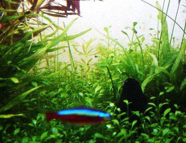 freshwater fish - paracheirodon axelrodi - cardinal tetra stocking in 30 gallons tank - four leaf clover freshwater fish - paracheirodon axelrodi - cardinal tetra stocking in 30 gallons tank - four leaf clover