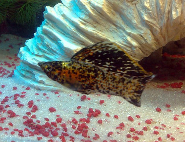 freshwater fish - poecilia latipinna - dalmatian molly stocking in 57 gallons tank - My Marble Sailfin Molly freshwater fish - poecilia latipinna - dalmatian molly stocking in 57 gallons tank - My Marble Sailfin Molly