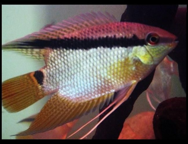 freshwater fish - mesonauta festivus - festivum cichlid stocking in 113 gallons tank - mesonauta festivus freshwater fish - mesonauta festivus - festivum cichlid stocking in 113 gallons tank - mesonauta festivus