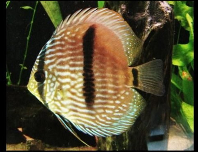 freshwater fish - symphysodon discus - heckle discus stocking in 113 gallons tank - Discus Heckel - wild. freshwater fish - symphysodon discus - heckle discus stocking in 113 gallons tank - Discus Heckel - wild.