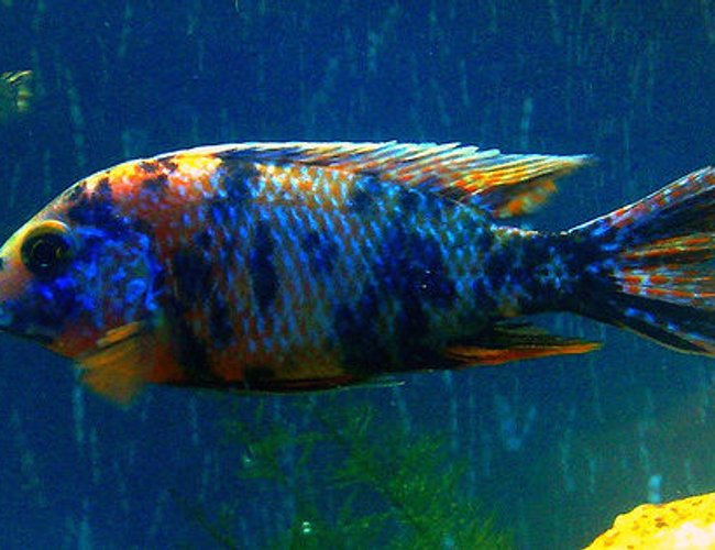 freshwater fish - aulonocara nyassae var. - peacock cichlid, orange blossom stocking in 57 gallons tank - Aulonacara Marble Peacock - 'Pickle' freshwater fish - aulonocara nyassae var. - peacock cichlid, orange blossom stocking in 57 gallons tank - Aulonacara Marble Peacock - 'Pickle'