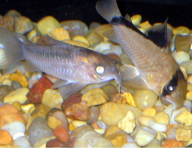 freshwater fish - corydoras panda - panda cory cat stocking in 30 gallons tank - kori catfish freshwater fish - corydoras panda - panda cory cat stocking in 30 gallons tank - kori catfish