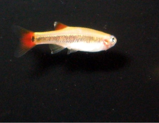 freshwater fish - aphyocharax anisitsi - bloodfin tetra stocking in 30 gallons tank - bloodfin tetra freshwater fish - aphyocharax anisitsi - bloodfin tetra stocking in 30 gallons tank - bloodfin tetra