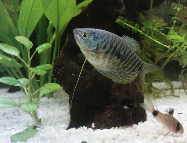 freshwater fish - trichogaster trichopterus - opaline gourami stocking in 10 gallons tank - favorite pic freshwater fish - trichogaster trichopterus - opaline gourami stocking in 10 gallons tank - favorite pic
