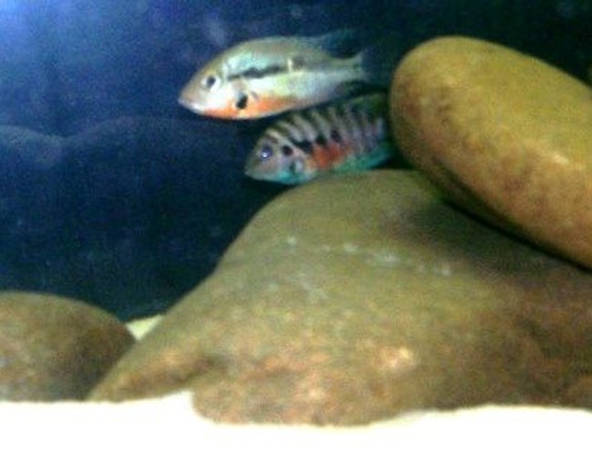 freshwater fish - thorichthys meeki - firemouth cichlid - New World Cichlids freshwater fish - thorichthys meeki - firemouth cichlid - New World Cichlids