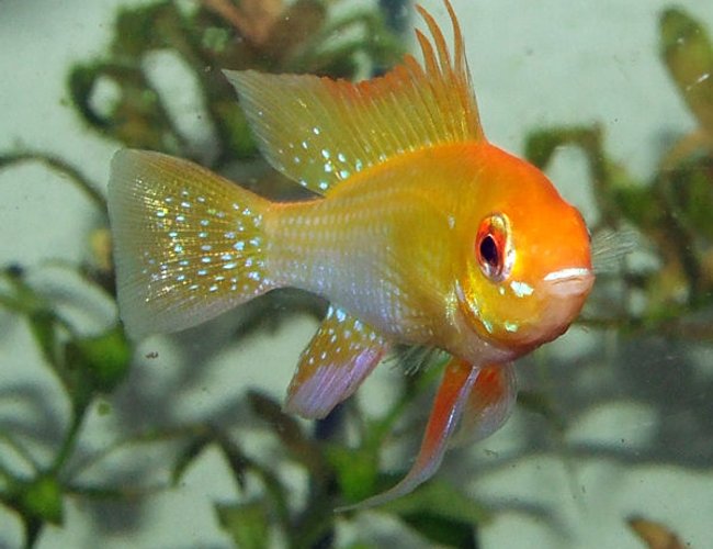freshwater fish - papiliochromis ramirezi - german gold ram stocking in 320 gallons tank - My male Gold Ram freshwater fish - papiliochromis ramirezi - german gold ram stocking in 320 gallons tank - My male Gold Ram