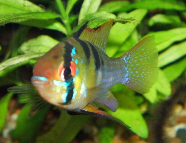 freshwater fish - papiliochromis ramirezi - german blue ram stocking in 320 gallons tank - Tank bred Male Blue Ram freshwater fish - papiliochromis ramirezi - german blue ram stocking in 320 gallons tank - Tank bred Male Blue Ram
