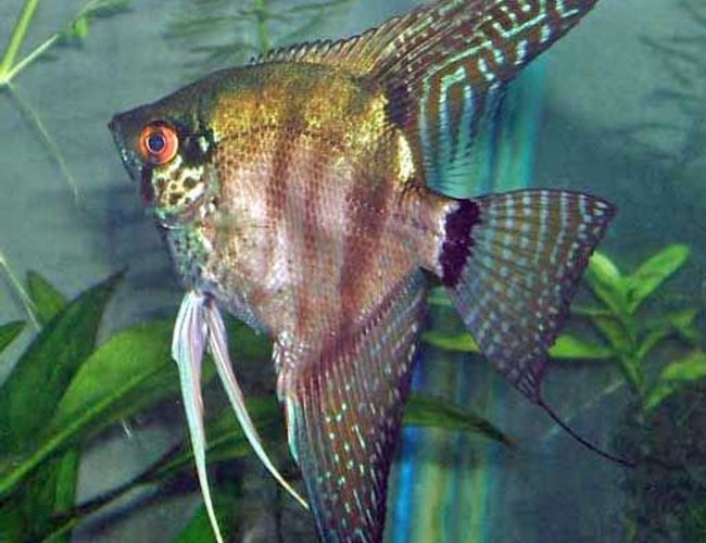 freshwater fish - pterophyllum sp. - zebra lace angel fish stocking in 320 gallons tank - Lace Zebra Angel freshwater fish - pterophyllum sp. - zebra lace angel fish stocking in 320 gallons tank - Lace Zebra Angel