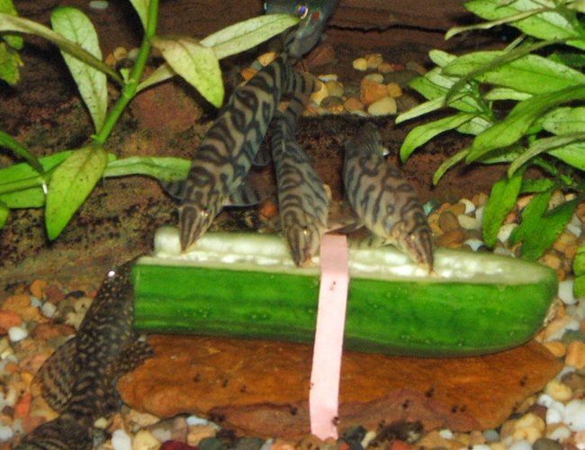 freshwater fish - botia lohachata - yoyo loach stocking in 320 gallons tank - Yoyo Loaches having a snack freshwater fish - botia lohachata - yoyo loach stocking in 320 gallons tank - Yoyo Loaches having a snack
