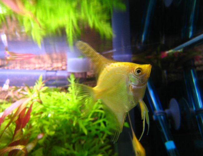 freshwater fish - pterophyllum sp. - gold veil angel stocking in 32767 gallons tank - an angelfish^^ freshwater fish - pterophyllum sp. - gold veil angel stocking in 32767 gallons tank - an angelfish^^