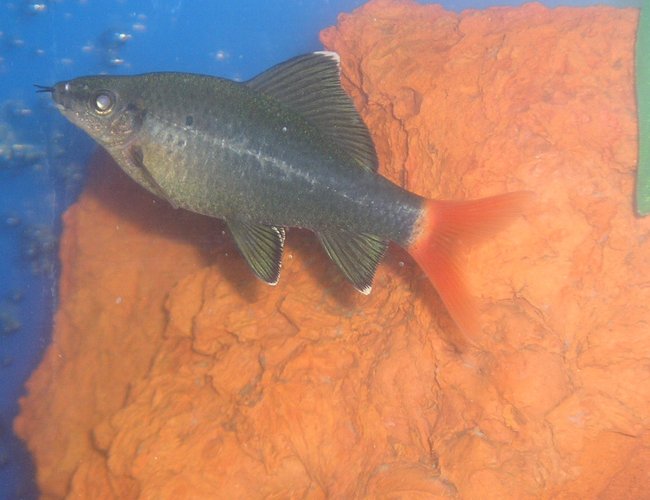 freshwater fish - epalzeorhynchos bicolor - redtail shark stocking in 20 gallons tank - New pic of Sharky, in one month he has grown alot!! Although you can't really tell in the photos... freshwater fish - epalzeorhynchos bicolor - redtail shark stocking in 20 gallons tank - New pic of Sharky, in one month he has grown alot!! Although you can't really tell in the photos...