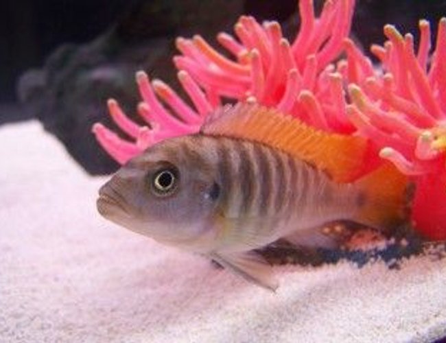 freshwater fish - metriaclima greshakei - ice blue red top zebra stocking in 33 gallons tank - My Lake Malawi Cichlid Max freshwater fish - metriaclima greshakei - ice blue red top zebra stocking in 33 gallons tank - My Lake Malawi Cichlid Max