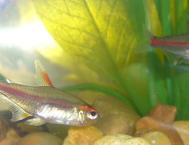 freshwater fish - inpaichthys kerri - purple emperor tetra stocking in 6 gallons tank - What kind of Tetras are these freshwater fish - inpaichthys kerri - purple emperor tetra stocking in 6 gallons tank - What kind of Tetras are these
